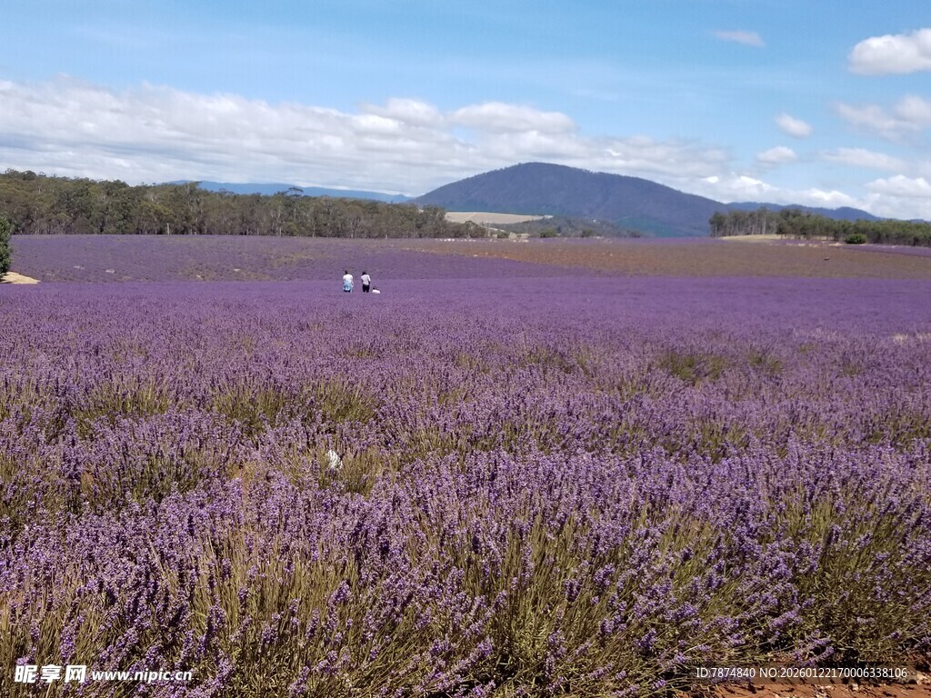 紫色薰衣草花海美景