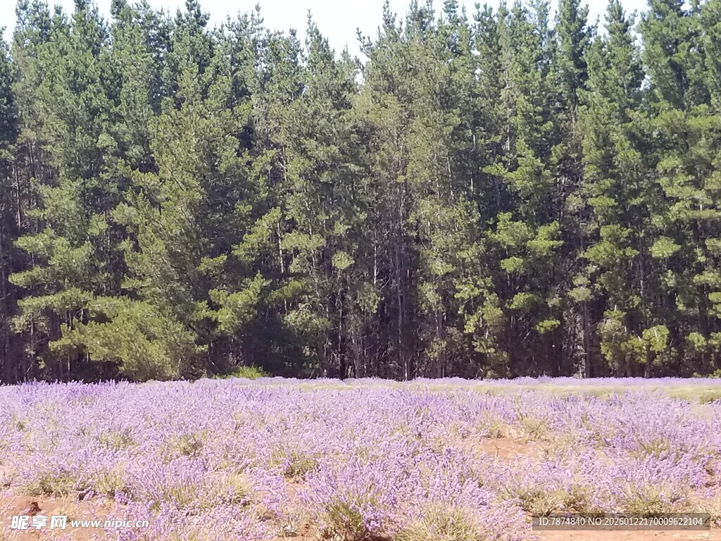 薰衣草田与松树林美景