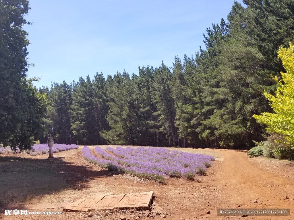 紫色薰衣草田与葱郁树林