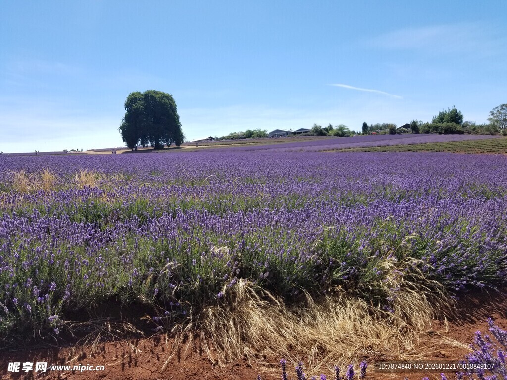 紫色薰衣草田的美丽风光