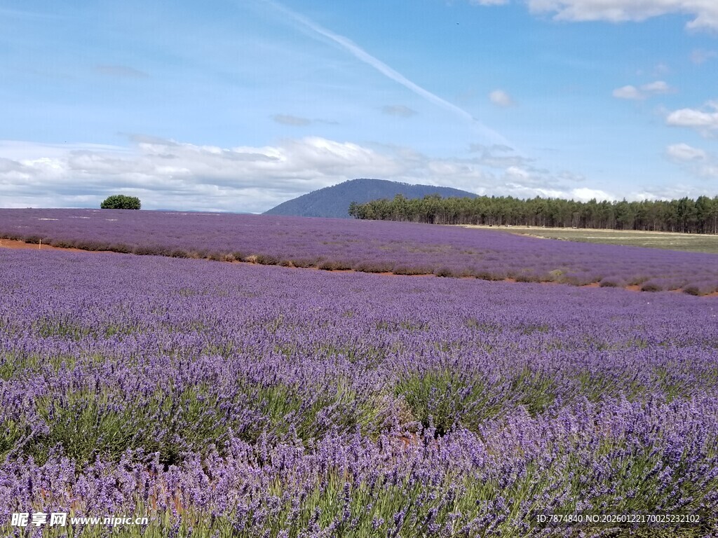 紫色薰衣草田的迷人风光