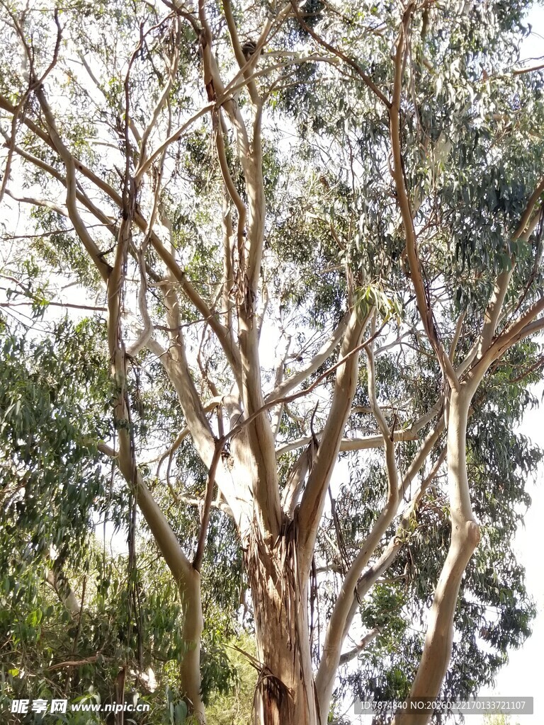 高大树木展现自然之美