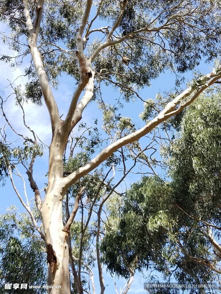 高大挺拔的桉树