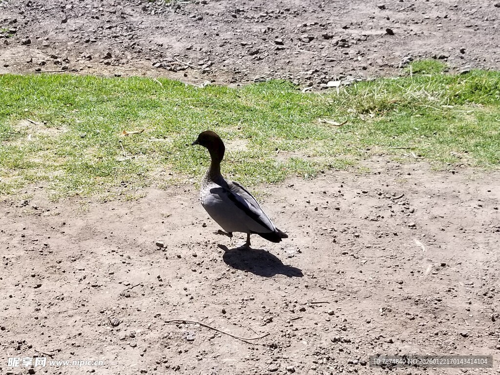 草地边行走的黑色鸭子