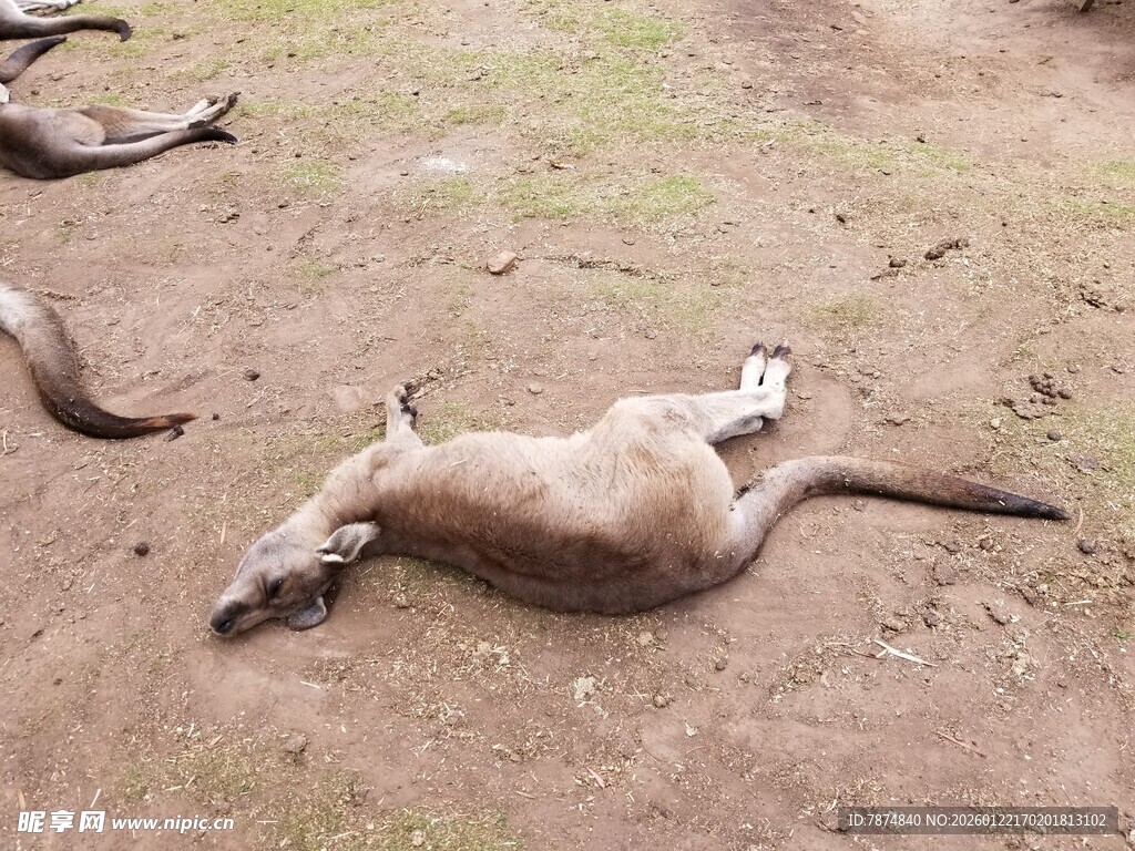 地上躺卧的几只袋鼠