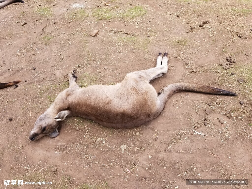 躺卧在泥地袋鼠