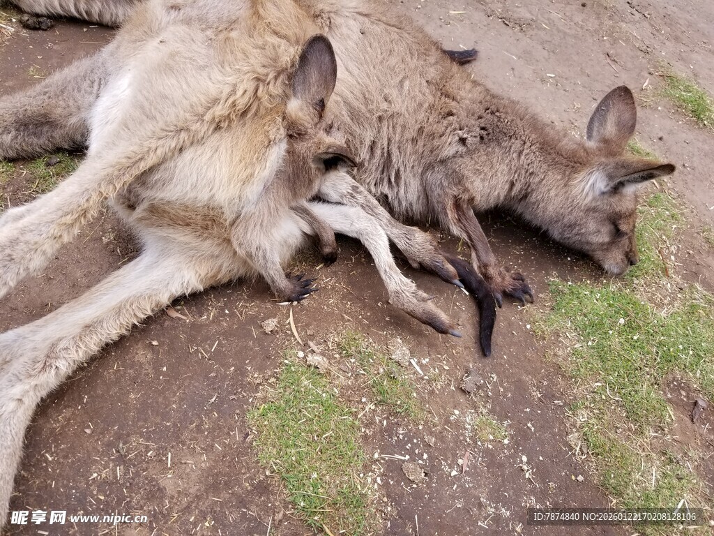 两只袋鼠躺地休憩