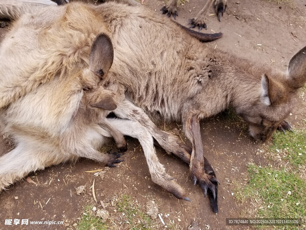 地上休憩的几只袋鼠