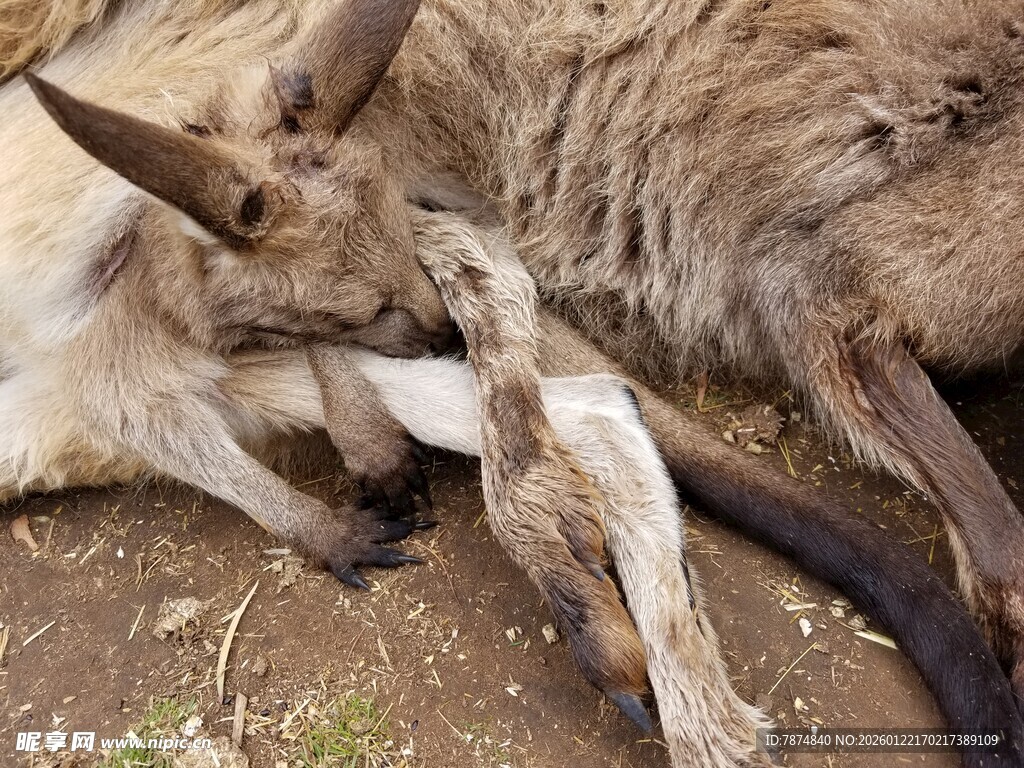 袋鼠母子亲昵依偎