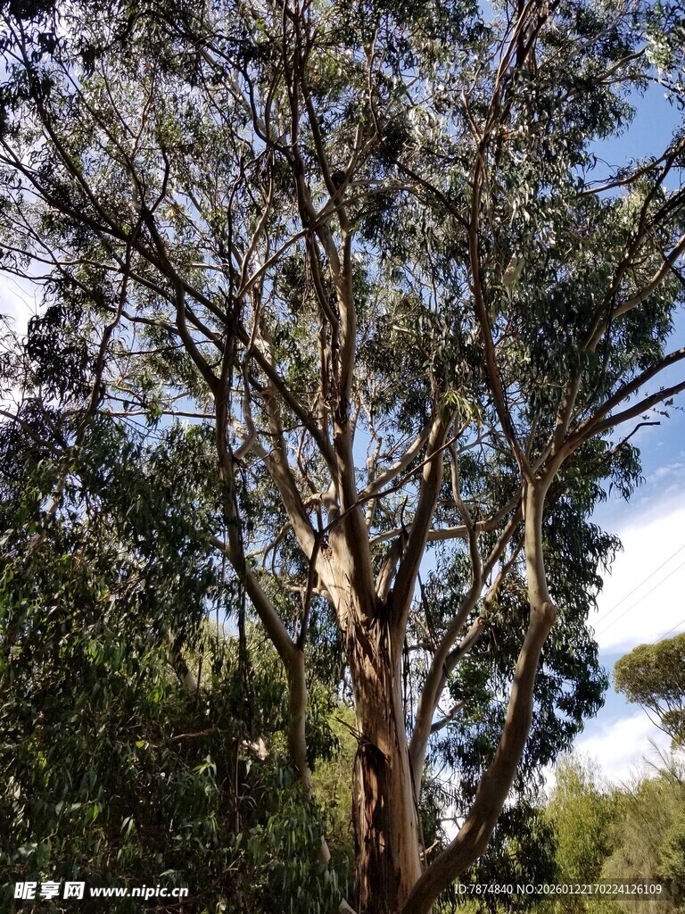 高大繁茂的户外树木景象