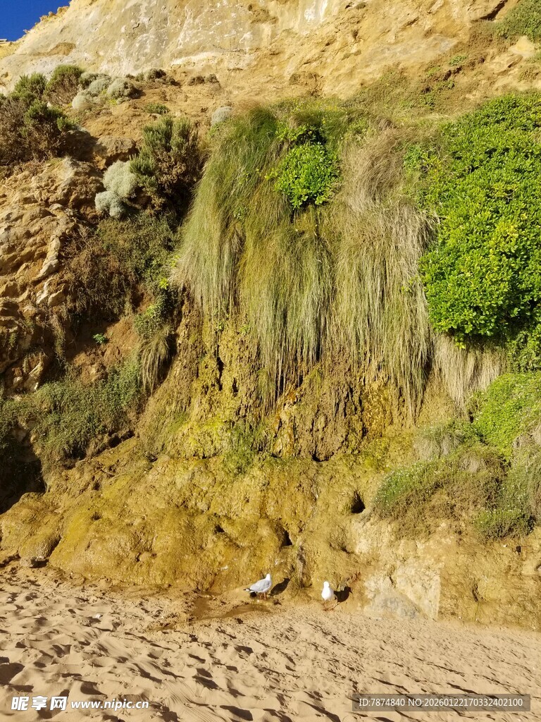 海岸边的岩石绿植景观