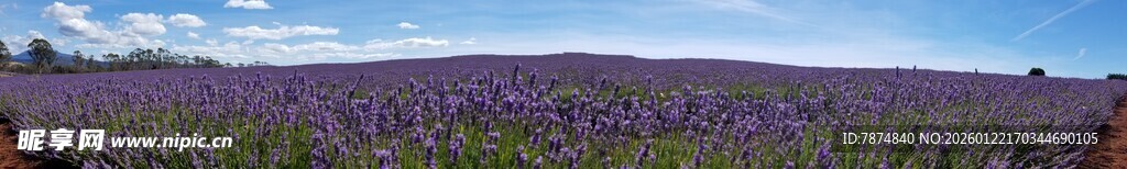 紫色薰衣草田美景