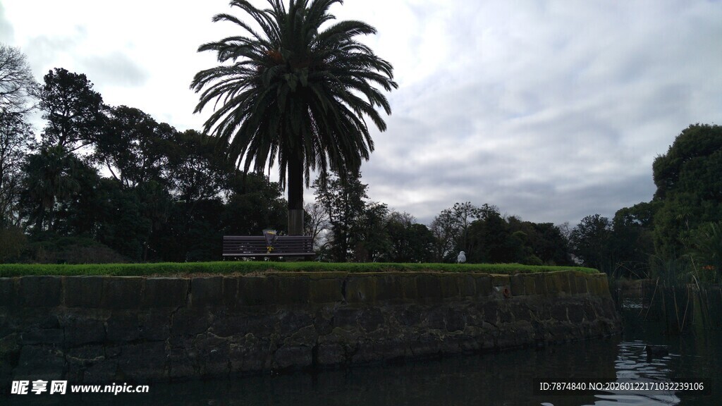 河畔棕榈树景观