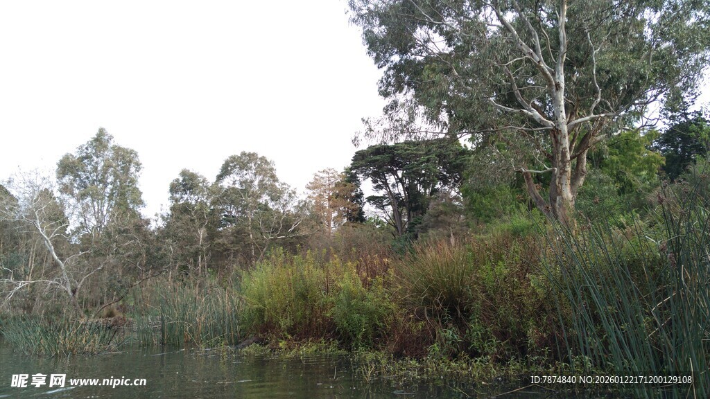河畔树林自然风景图