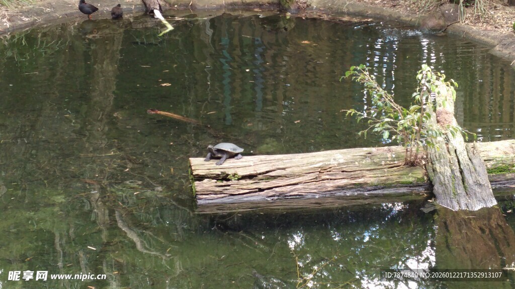 池塘中的漂浮枯木