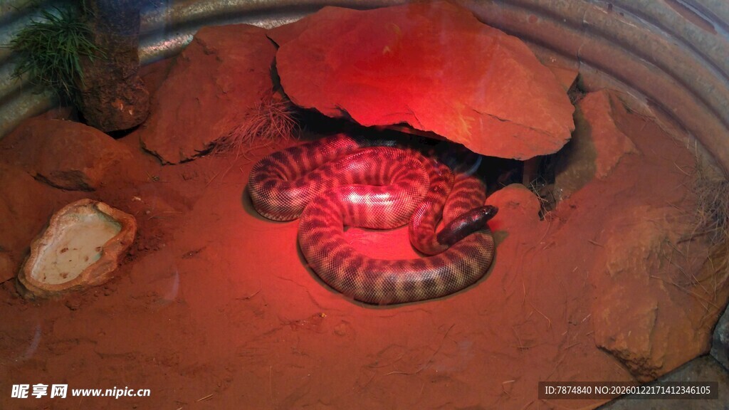 红色灯光下的盘绕蛇类