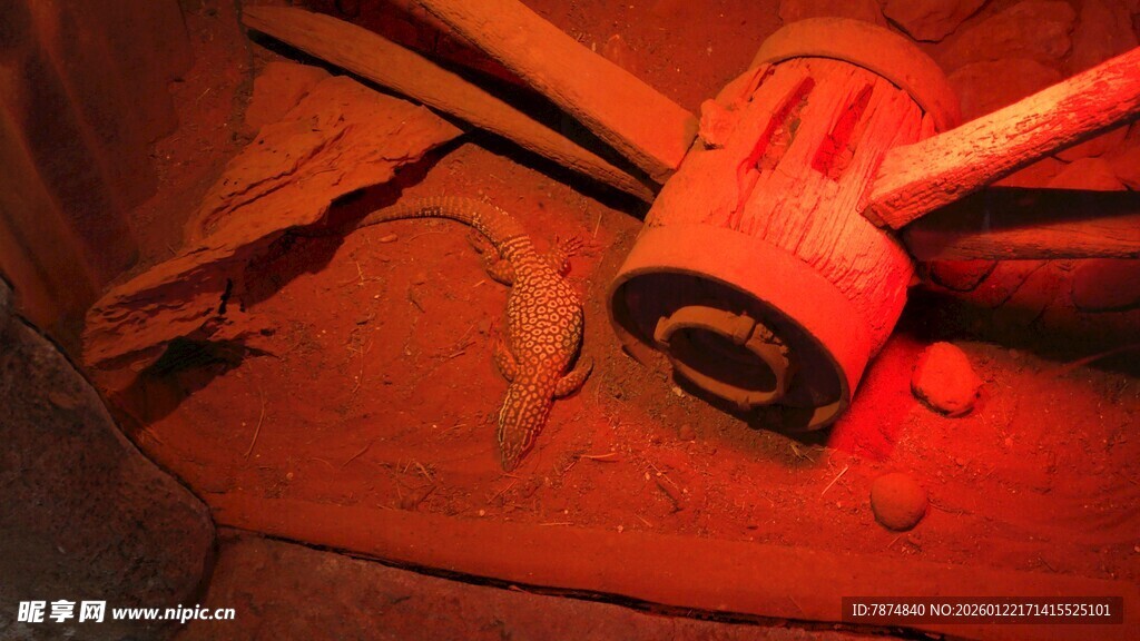 红色灯光下的蜥蜴