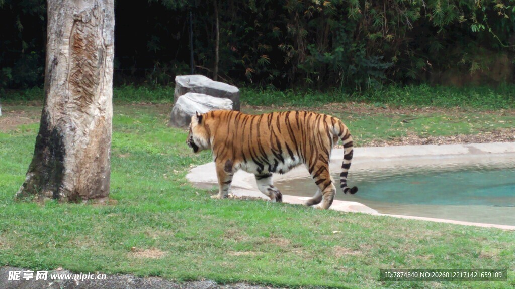 草地上漫步的斑斓老虎