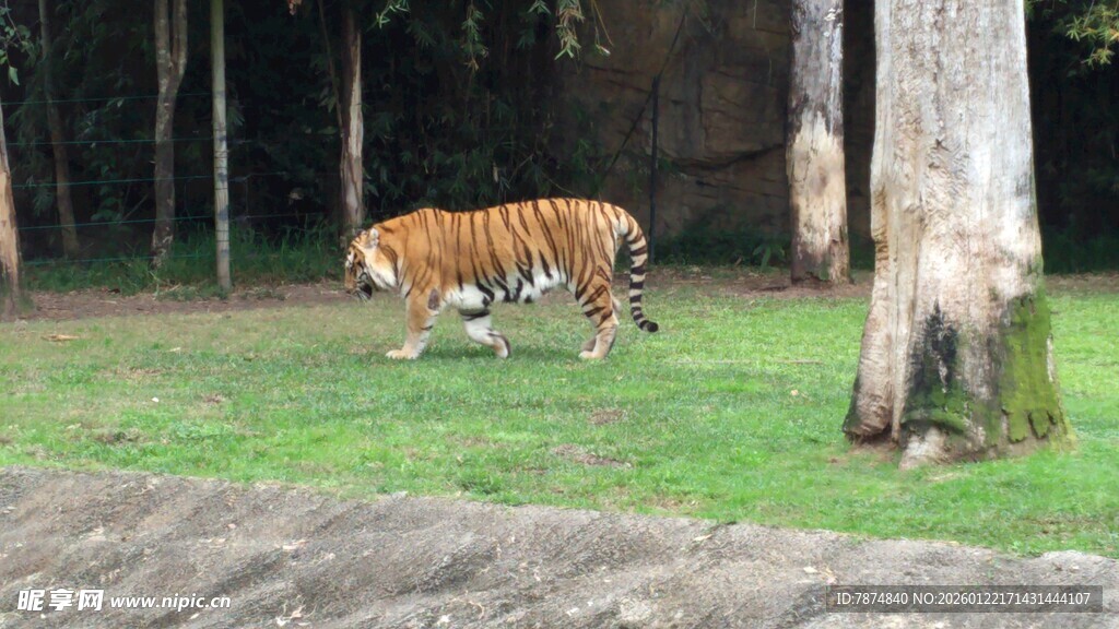 漫步草地的斑斓老虎