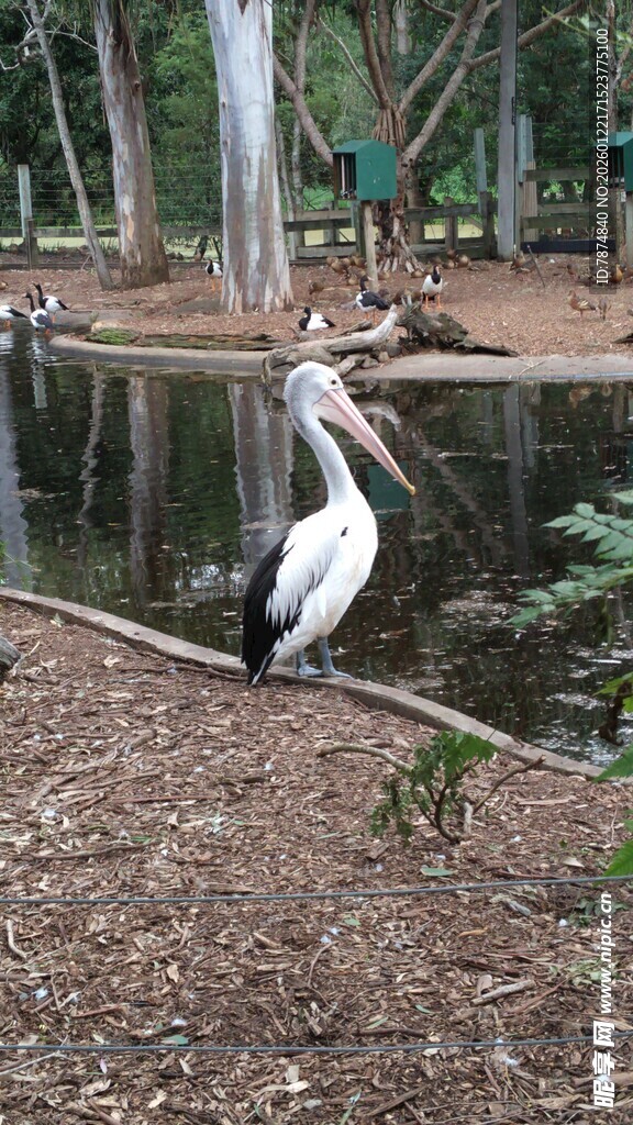 池塘边站立的鹈鹕