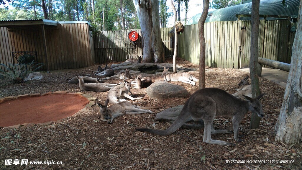 动物园中休憩的动物们