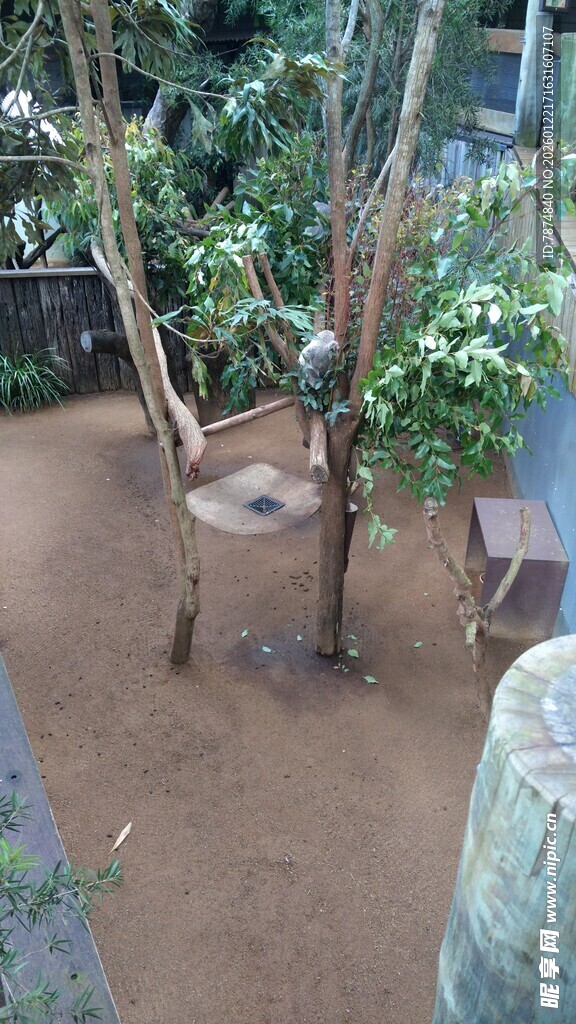 庭院中的绿植与地面景观