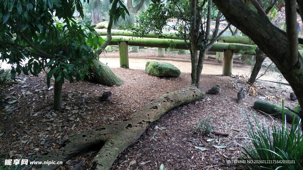 林间小径的静谧景致