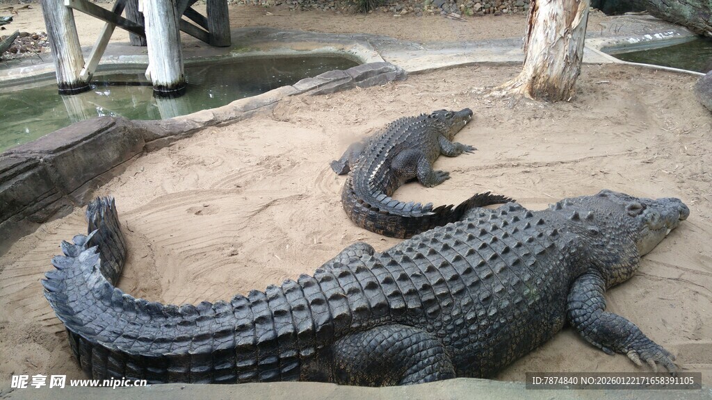 岸边休憩的鳄鱼