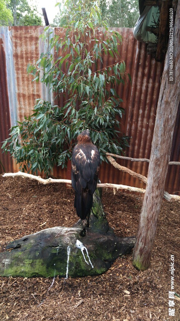 庭院中站立的黑羽火鸡