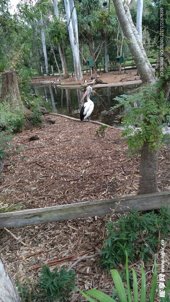 花园中漫步的黑白小鸟