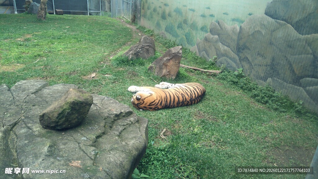 草地上的奇特物体