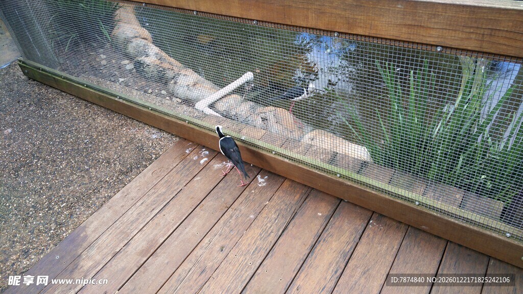 木质平台旁的玻璃水族箱