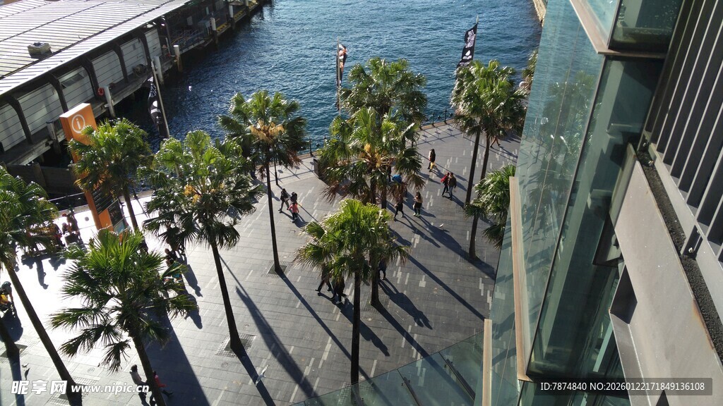 海滨城市的棕榈树景观