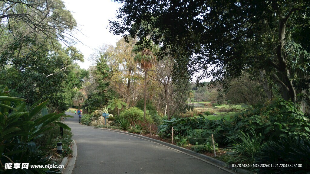 林间蜿蜒小径 绿意盎然