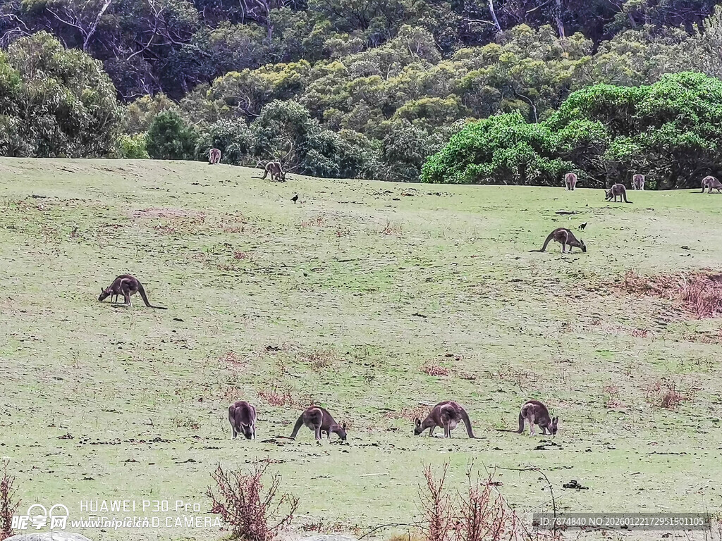 草原上的动物群