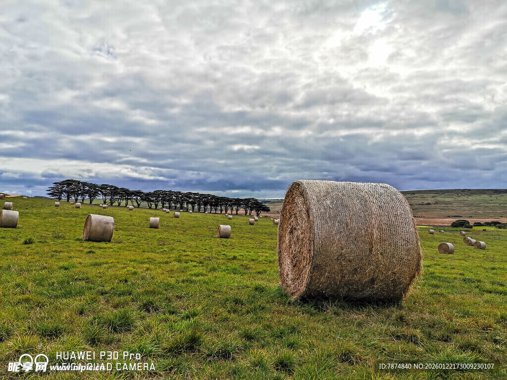 草原上的干草垛与羊群