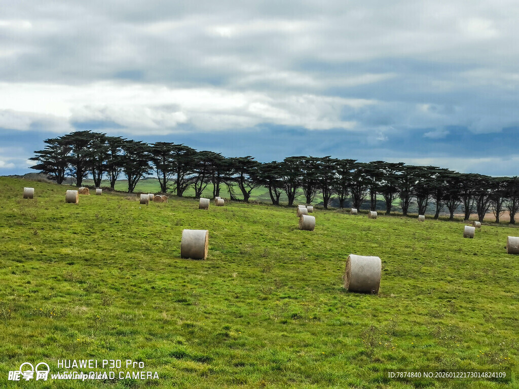 草原上的草垛与树木风景