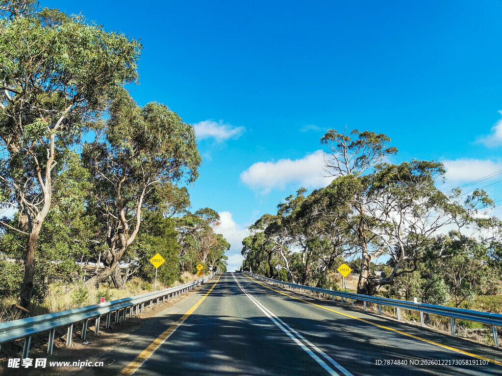 公路延伸于葱郁树林间