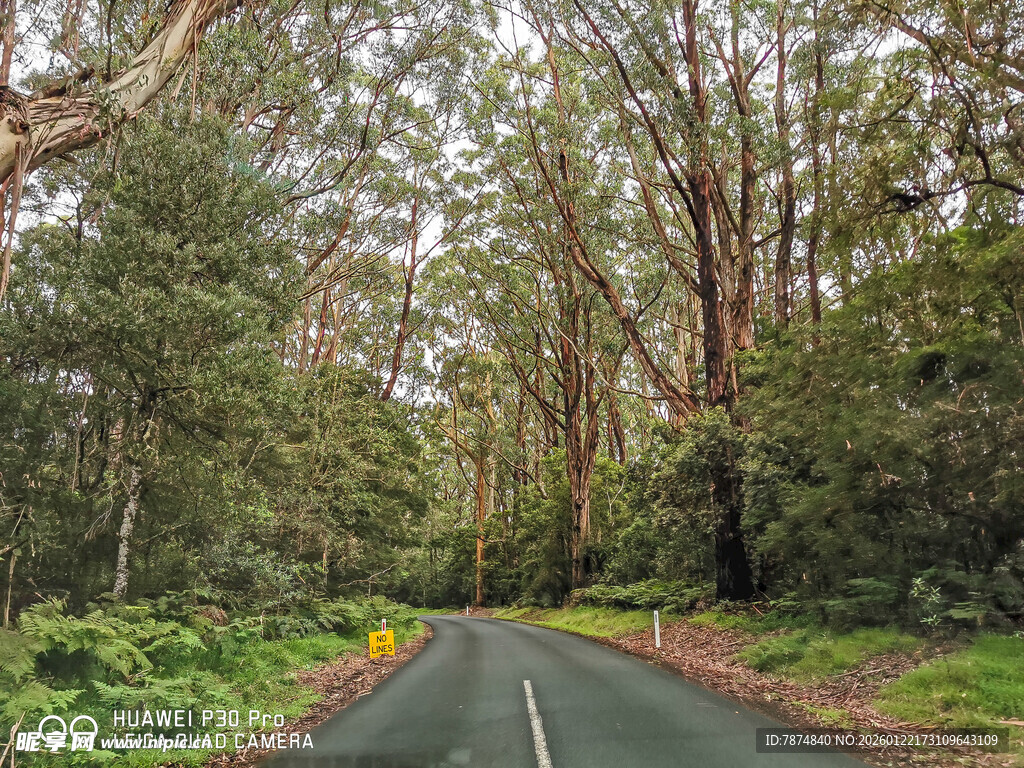 林间蜿蜒公路 自然美景