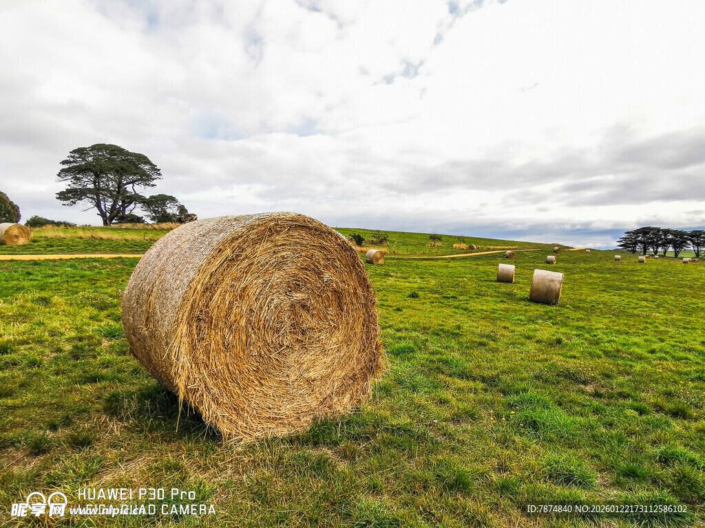 草原上的干草卷与羊群