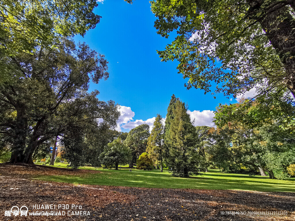 阳光照耀下的绿意盎然公园