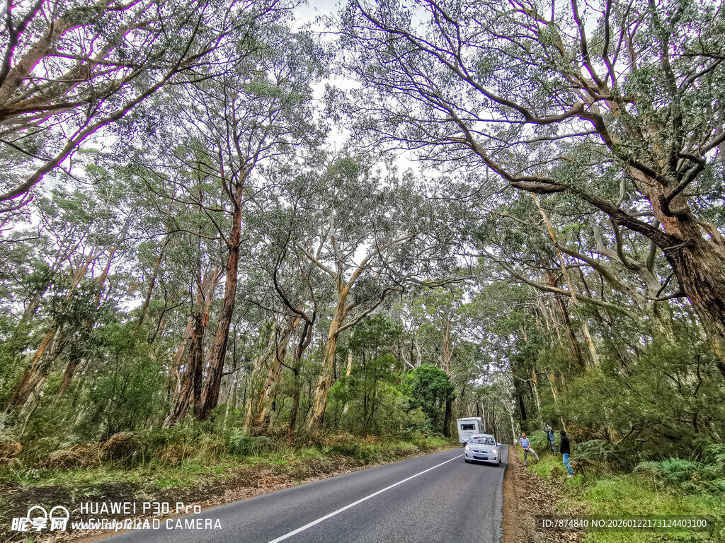 林间公路上的行驶车辆