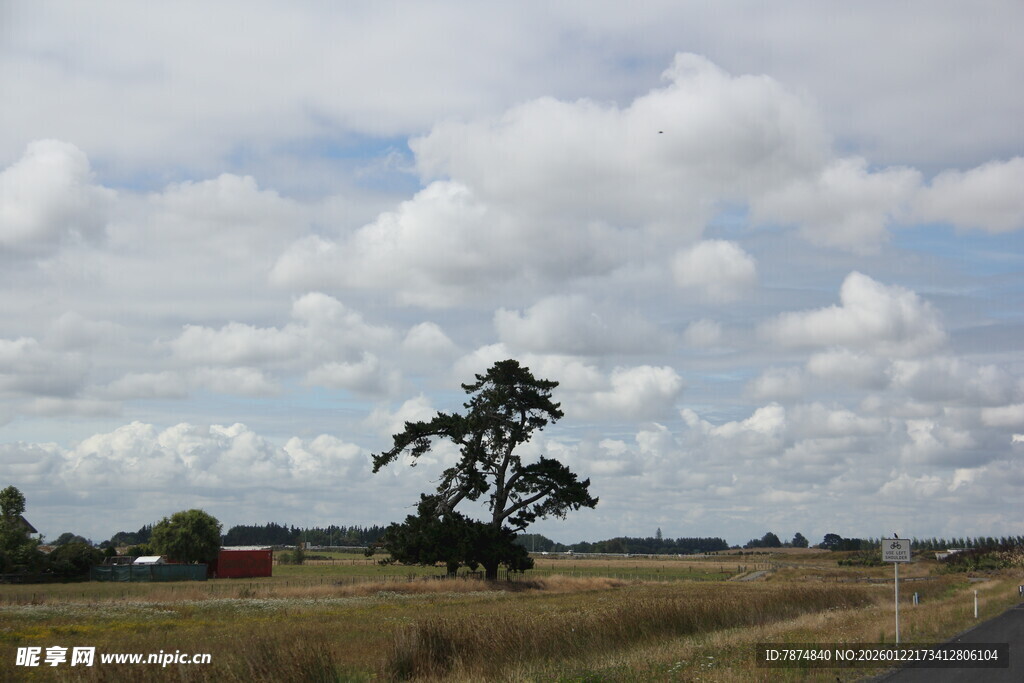 田野孤树风景图