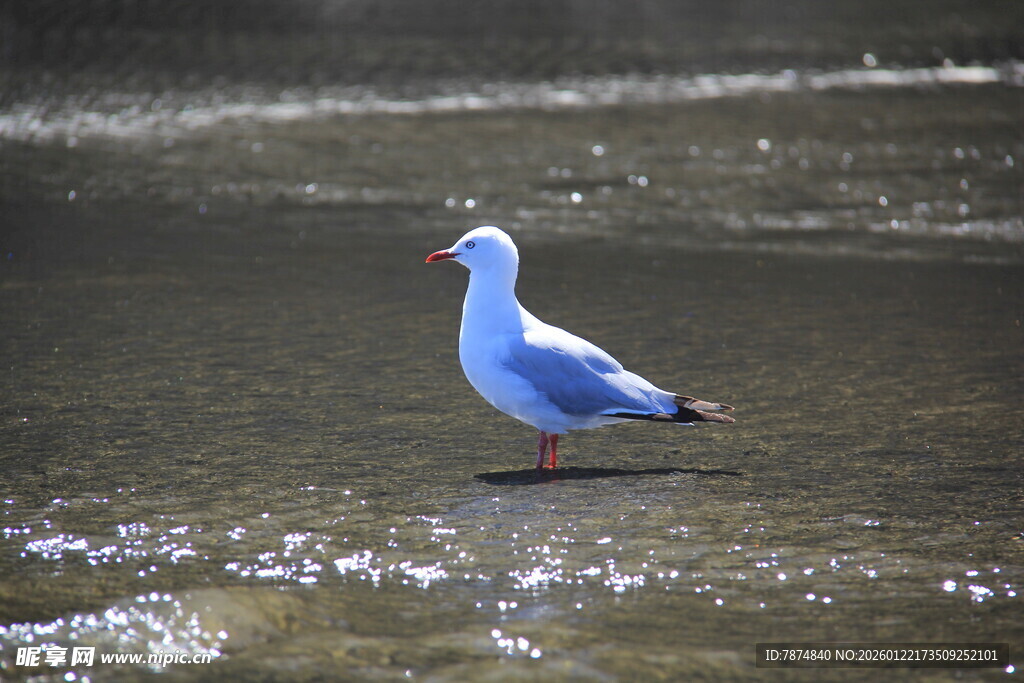 浅滩上的单只海鸥
