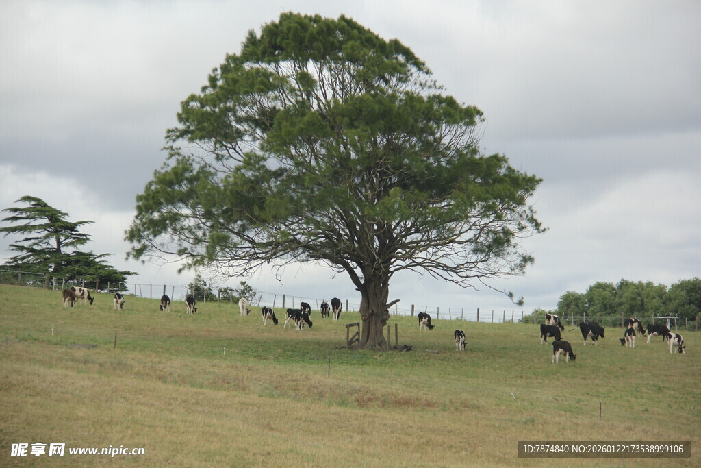 草原孤树下的牛群景象