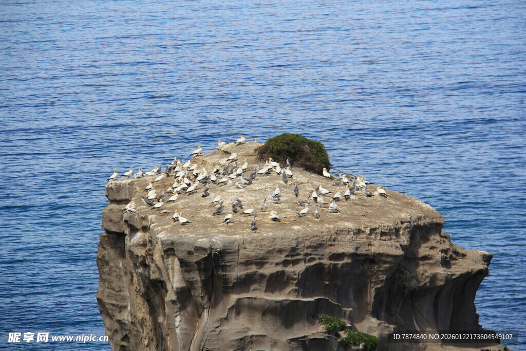 悬崖上的群鸟栖息景观