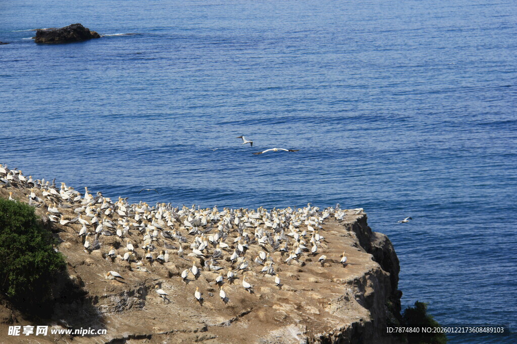 海崖上的群鸟景观