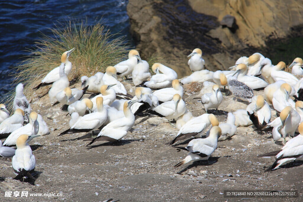 海鸟群聚于岩石海岸