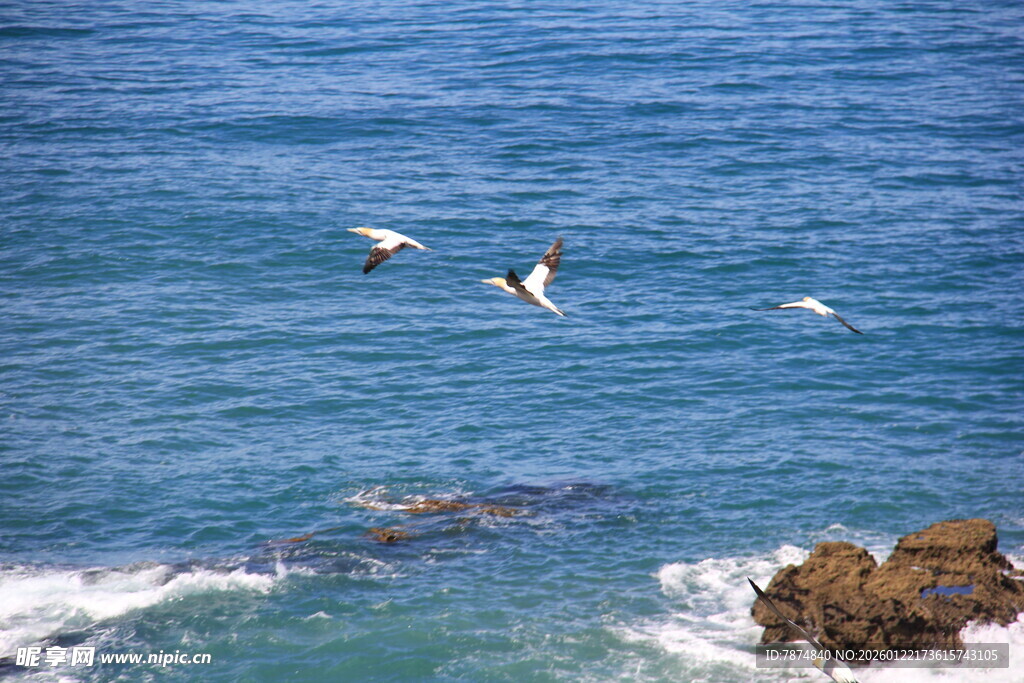 海鸟翱翔于蔚蓝大海之上