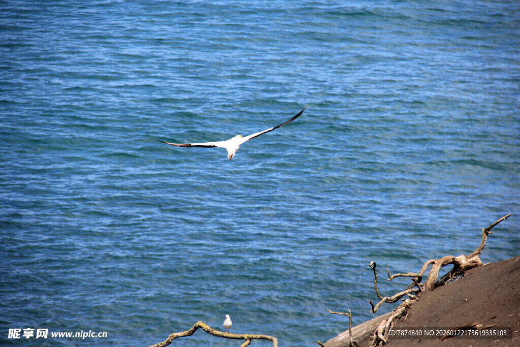 海面上飞翔的白色海鸟